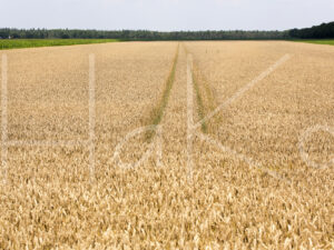 Tarweteelt (16B5605)