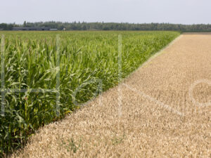 Tarweteelt (16B5610)