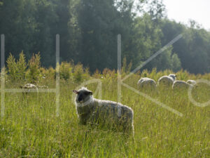 Zwartkop schaap (16B5613)