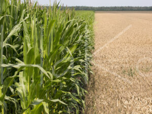 Tarweteelt (16B5617)