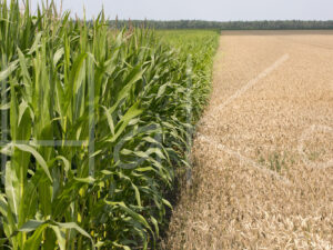 Tarweteelt (16B5618)