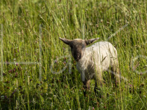 Zwartkop schaap (16B5653)