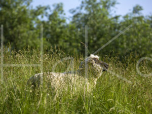 Zwartkop schaap (16B5687)
