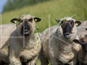 Zwartkop schaap (16B5698)