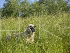 Zwartkop schaap (16B5745)