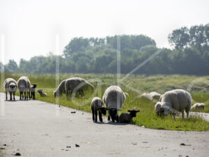 Zwartkop schaap (16B5757)