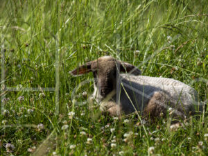 Zwartkop schaap (16B5820)