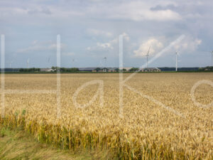 Tarweteelt (16B5880)