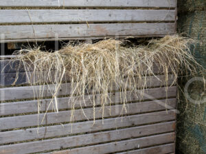 Overige veeteelt (16B7361)