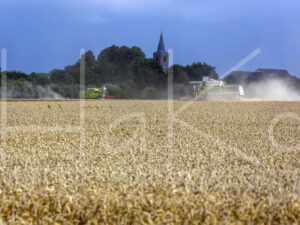 Tarweteelt (16B7375)