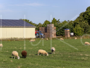 Schapen (16B7654)