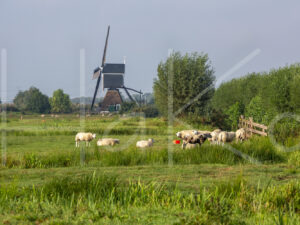 Schapen (16B7949)
