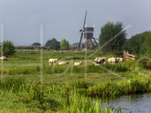 Schapen (16B7954)