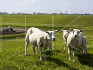 Schapen (16B8266)