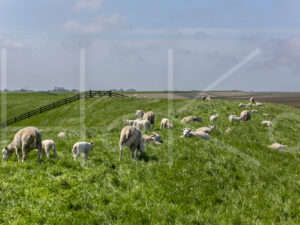 Schapen (16B8285)