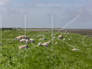 Schapen (16B8286)