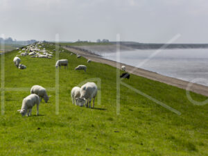 Schapen (16B8359)