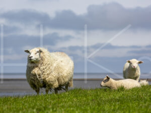 Schapen (16B8412)