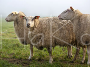 Schaap (16B8642)