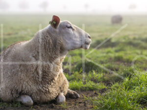 Schaap (16B8650)