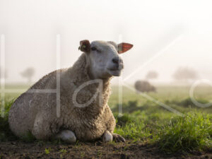 Schaap (16B8663)