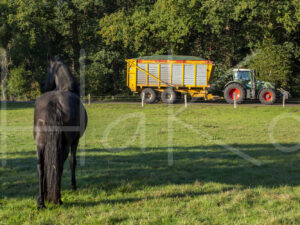 Maïsteelt (16B8752)