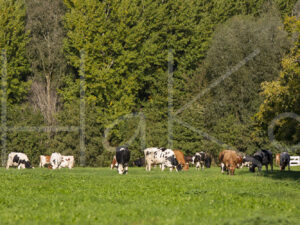 Landbouwlandschap (16B8877)
