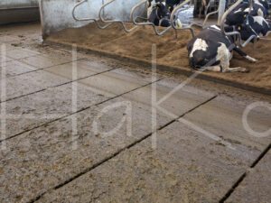 Overige veeteelt (16B9494)