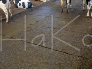 Overige veeteelt (16B9497)