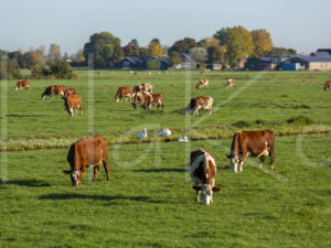 Landbouwlandschap (16B9556)