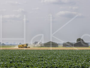 Tarweteelt (Y3A1216)