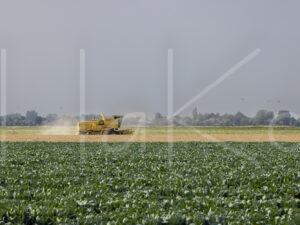 Tarweteelt (Y3A1222)