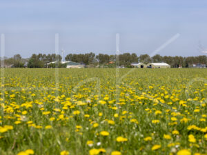 Landbouwlandschap (Y3A1319)