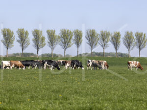 Landbouwlandschap (Y3A1519)