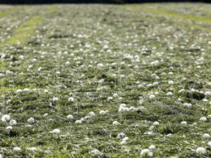 Overige veeteelt (Y3A3462)