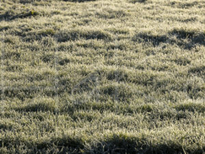 Overige veeteelt (Y3A5571)