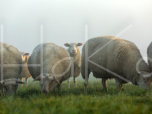 Schaap (16B9801)