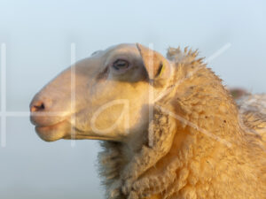 Schaap (16B9862)