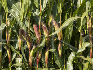 Maïsteelt (0Y3A7445)