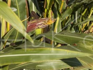 Maïsteelt (0Y3A7449)