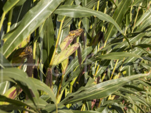 Maïsteelt (0Y3A7458)