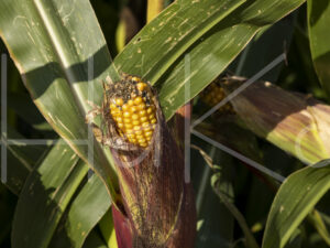 Maïsteelt (0Y3A7461)