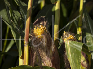 Maïsteelt (0Y3A7470)