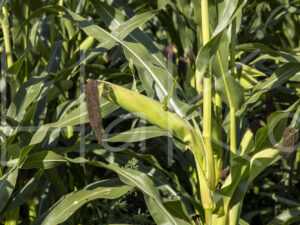 Maïsteelt (0Y3A7479)