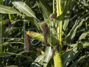 Maïsteelt (0Y3A7485)