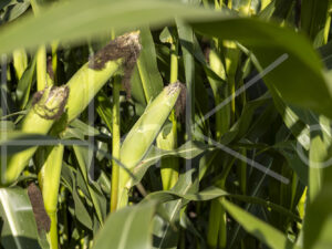 Maïsteelt (0Y3A7505)