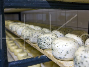 Geitenkaas (16B1184)