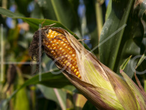 Maïsteelt (16B8635)