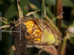 Maïsteelt (16B8643)