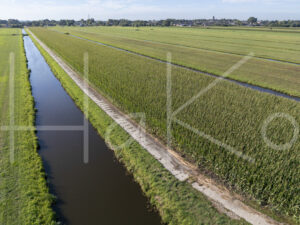 Maïsteelt (DJI_0561)